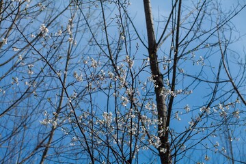 Fresh outdoor wild flowers, fresh flowers, cherry blossom plants