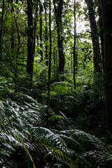 Fototapeta premium Foret