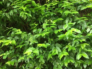 green leaves background