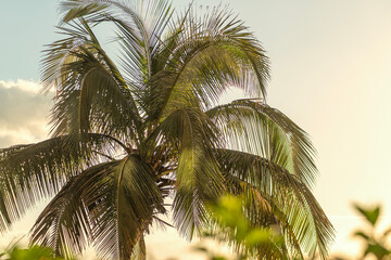 Fototapeta premium tropical palm tree on blue sky background sunset holiday vacation