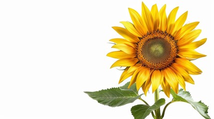 Obraz premium A single sunflower with bright yellow petals and green leaves against a white background.