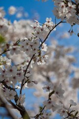 Fresh outdoor wild flowers, fresh flowers, cherry blossom plants