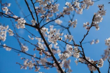 Fresh outdoor wild flowers, fresh flowers, cherry blossom plants