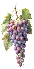 Fototapeta premium bunch of grapes