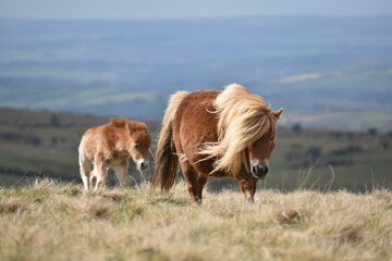 a young pony foal on the top of Dartmoor 