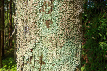 木肌の地衣類　森林
