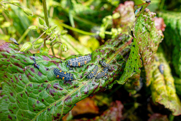 葉の上のてんとう虫の幼虫　ナナホシテントウの幼虫