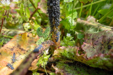 葉の上のてんとう虫の幼虫　ナナホシテントウの幼虫
