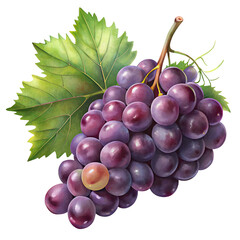 Fototapeta premium red grapes with branch and leaves illustration 