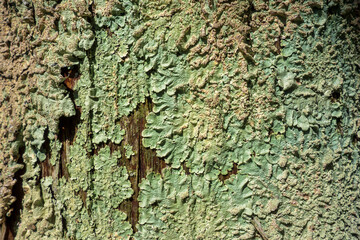 木肌の地衣類