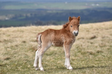 Fototapeta premium a young pony foal on the top of Dartmoor 