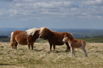 Obraz premium a young pony foal on the top of Dartmoor 