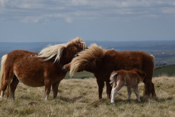 Fototapeta premium a young pony foal on the top of Dartmoor 