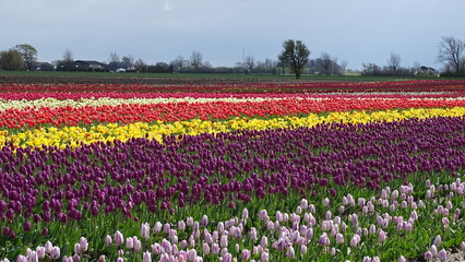 field of tulips