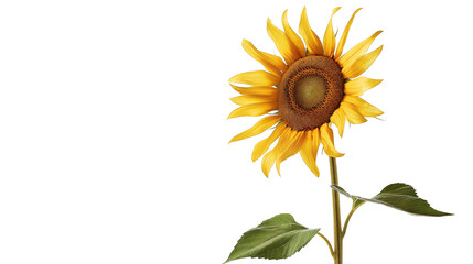 Fototapeta premium a sunflower clipart, tall flower element, watercolor illustration, pastel, isolated on Transparent background