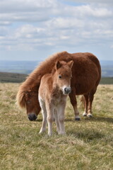a young pony foal on the top of Dartmoor 