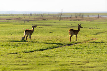 Fototapeta premium View of the gazelle on the lawn