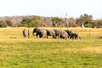 View of the elephants moving on the meadow
