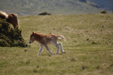 a young pony foal on the top of Dartmoor 