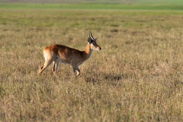 View of the gazelle on the meadow