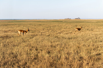 View of the gazelle on the meadow