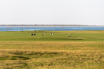 Obraz premium View of the zebras grazing at the riverside