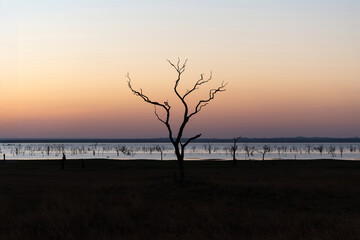 The silhouette of the tree against river during sunset