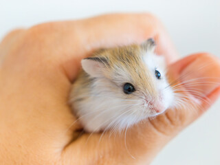 Roborovski's hamster in human hand, Phodopus roborovski, desert hamster, Robo's dwarf hamster is...