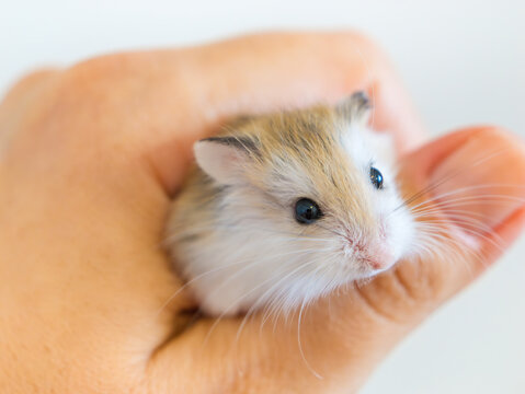 Roborovski's hamster in human hand, Phodopus roborovski, desert hamster, Robo's dwarf hamster is the smallest hamster of the genus Phodopus. Small rodent, desert inhabitant of Central Asia