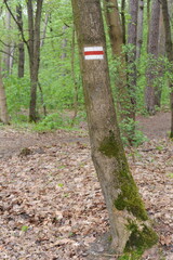 Forest road or path with lush green leaves on the trees in Poland, Europe