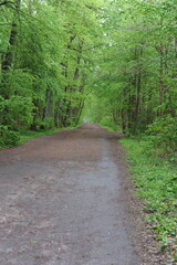 Forest road or path with lush green leaves on the trees in Poland, Europe