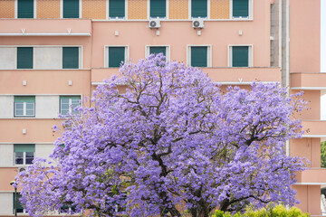 Beautiful blooming jacaranda tree growing in front of residential building