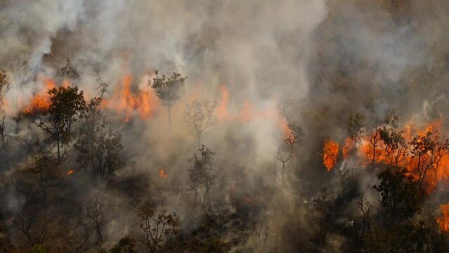 Fire in nature and burning of trees and reeds and escape of animals