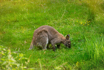 Kangaroo on a sunny green meadow