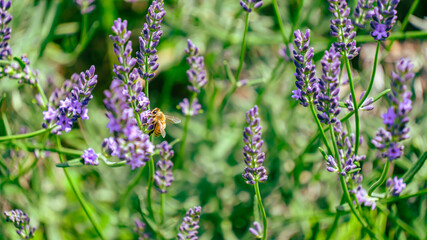 ラベンダーに止まるミツバチ