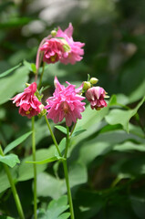  Pink Columbine flowers blooming in spring garden . Closeup photo outdoors. Gardening concept. Free copy space