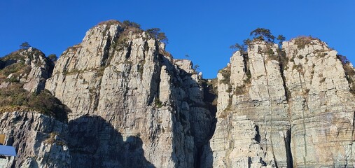 pine tree in yosemite