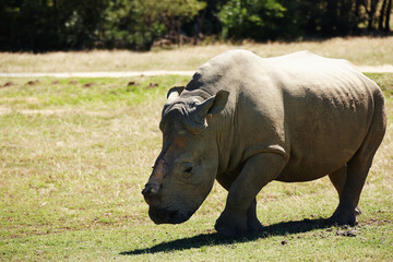 Fototapeta premium Rhino, animal and safari for travel, wildlife conservation or rehabilitation with tourism and safe in field. Nature reserve, tourist destination and mammal in natural habitat in the African wild