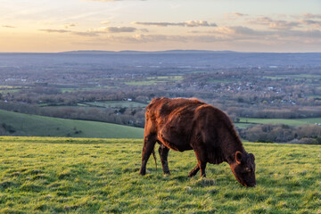 A brown cow grazing on a South Downs hillside, with evening light