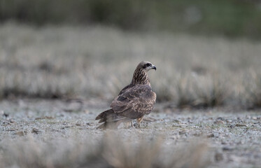 steppe eagle in search of food on a sunny day in the south of Altai in the Kosh Agach region