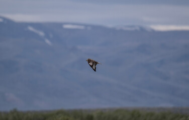 steppe eagle in search of food on a sunny day in the south of Altai in the Kosh Agach region