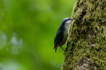 Eurasian nuthatch perched on old tree