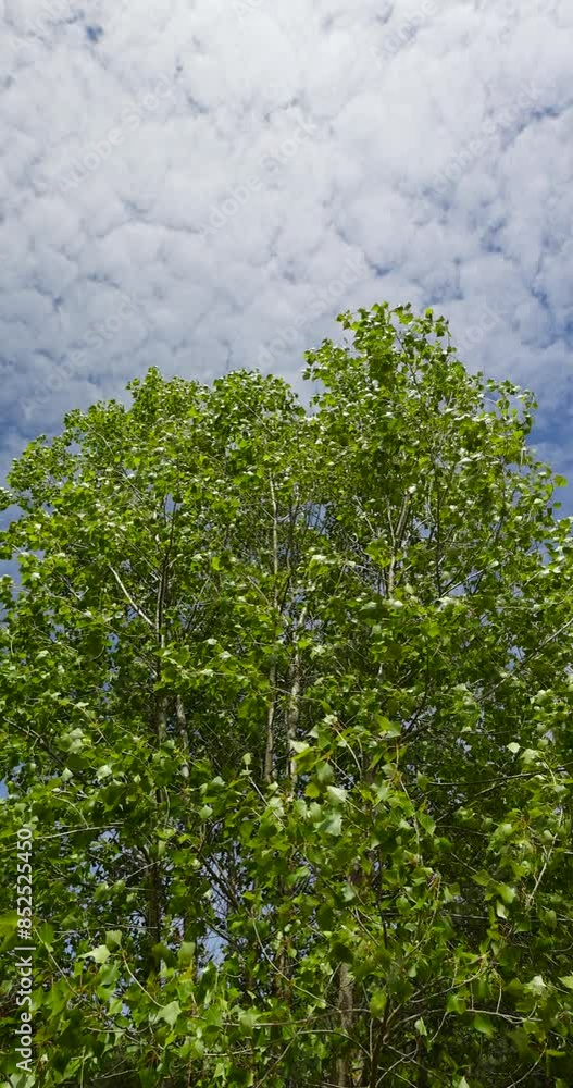 Wall mural birch tree with green foliage in windy weather, the foliage of the tree in windy weather rustles in the wind