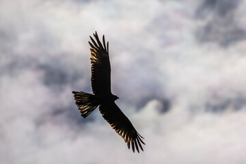 black kite in flight in search of food on a sunny day in the south of Altai in the Kosh Agach region