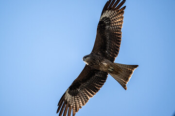 black kite in flight in search of food on a sunny day in the south of Altai in the Kosh Agach region