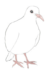 鳩