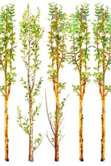 Fototapeta premium Watercolor Trees Set