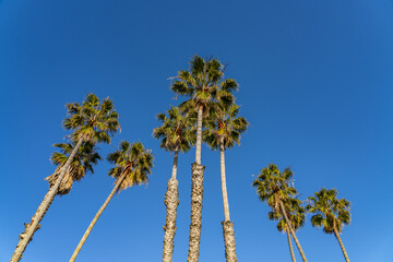 Washingtonia robusta,  Mexican fan palm, Mexican washingtonia, or skyduster.  Santa Monica State Beach, Los Angeles, California

