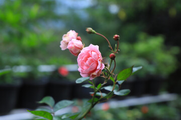 Rose flowers in a garden in the daytime