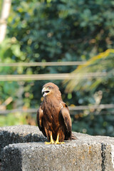 An eagle sits with its beak open due to the heat in India.